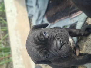  Cane corso catei - imagine 4