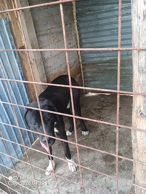 vand dog german marele danez 