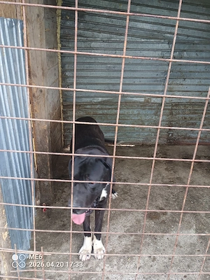 vand dog german marele danez  - imagine 5