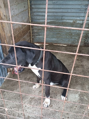 vand dog german marele danez  - imagine 2