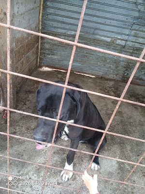 vand dog german marele danez  - imagine 3