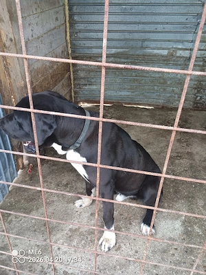 vand dog german marele danez  - imagine 4