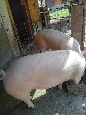 porc de vinzare - imagine 2