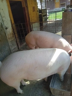 porc de vinzare