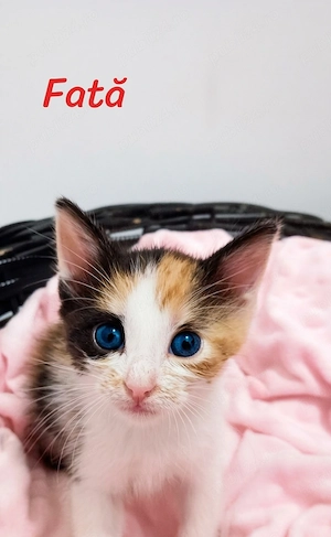 Puiuți pentru Adopție  - imagine 3