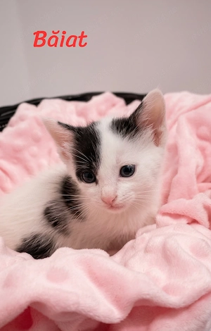 Puiuți pentru Adopție  - imagine 2