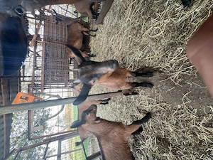 Țapi alpina franceză  - imagine 5