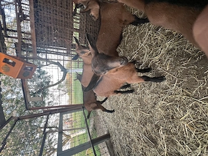 Țapi alpina franceză 