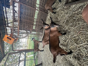 Țapi alpina franceză  - imagine 2