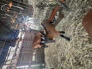 Țapi alpina franceză  - imagine 3