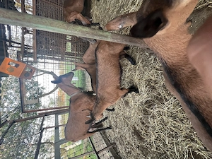 Țapi alpina franceză  - imagine 4