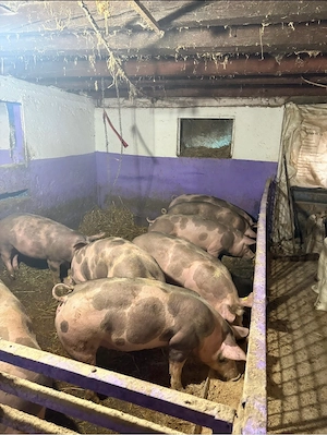 Vand porci, in viu sau carcasa  - imagine 2