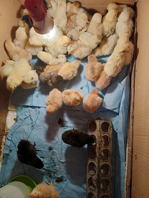 pui de gaina din gaini de casa