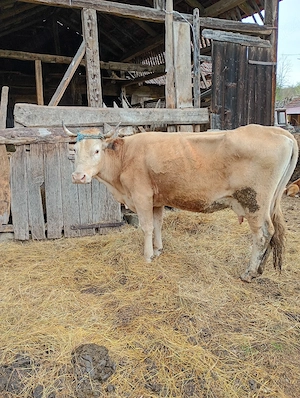 vand vaca cu vitea - imagine 2