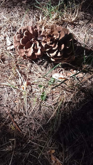 Vând loc de veci cimitir  Viișoara 