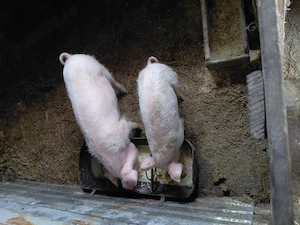 Vând o purcica și un purcel 