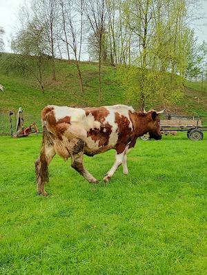 vand vaca cu vitel - imagine 2