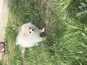 Pomeranian băiețel 5 luni - imagine 2