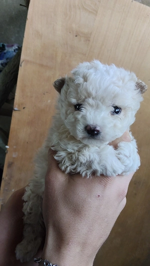 vând Bichoni - imagine 2