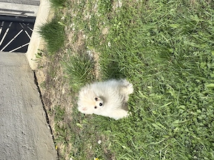 Pomeranian băiețel 5 luni - imagine 3