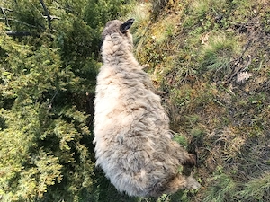 Berbec și oaie pereche, vârstă 1 an jumate  - imagine 4