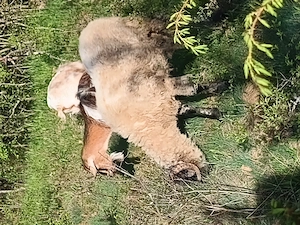 Berbec și oaie pereche, vârstă 1 an jumate  - imagine 2