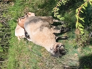 Berbec și oaie pereche, vârstă 1 an jumate 