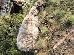 Berbec și oaie pereche, vârstă 1 an jumate  - imagine 3