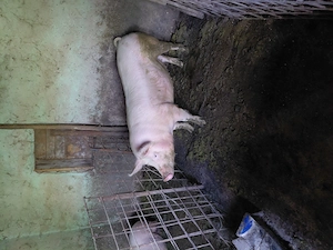 2 porci pentru sacrificat - imagine 2