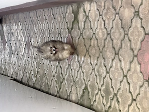 Pui Pomeranian Rasa pură - imagine 2