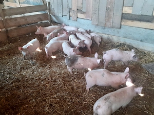 Purcei de vânzare  20 buc , 400 lei 