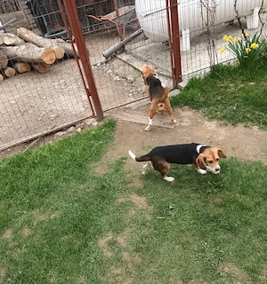 Beagle mascul si femelă  - imagine 2