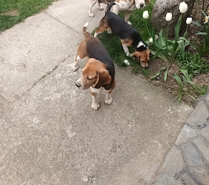 Beagle mascul si femelă 