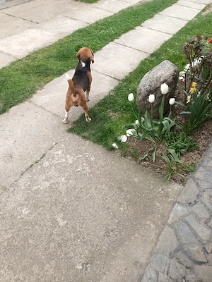 Mascul Beagle - imagine 2