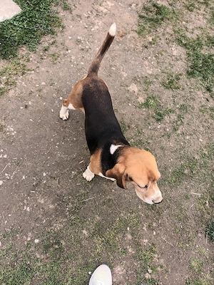 Mascul Beagle - imagine 4