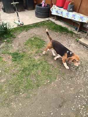Mascul Beagle - imagine 3