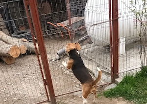 Mascul Beagle