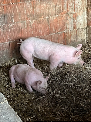 vand purcei 7 saptamani 