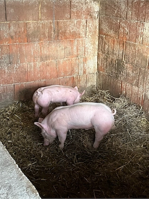 vand purcei 7 saptamani 