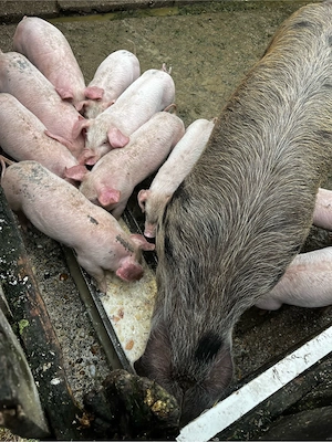 Vand purcei  - imagine 3