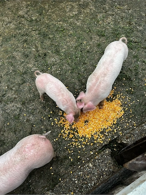 Vand purcei  - imagine 4