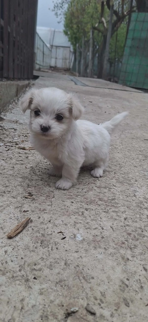 Cățeluși Bichon 