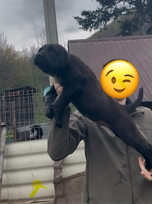 masculi asia centrala 