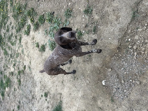 Brac german cu pedigree  - imagine 2