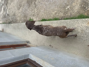 Brac german cu pedigree  - imagine 3