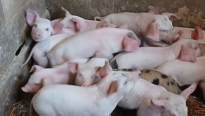 purcei porci soldani 50-60-70-80-90 la 250 kg