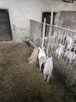 Vând purcei de 9 saptamani - imagine 3