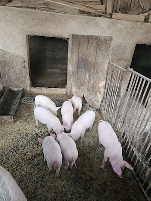 Vând purcei de 9 saptamani