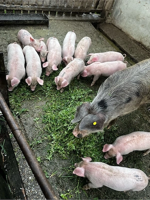 Vand purcei  - imagine 2