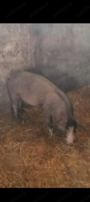 Scrofița Bazna ,3 luni,30-40 kg. - imagine 2